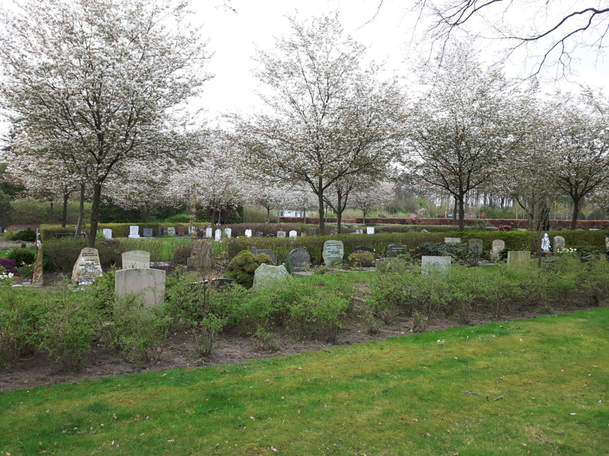 Bloeiende krentenboompjes op de grafvelden