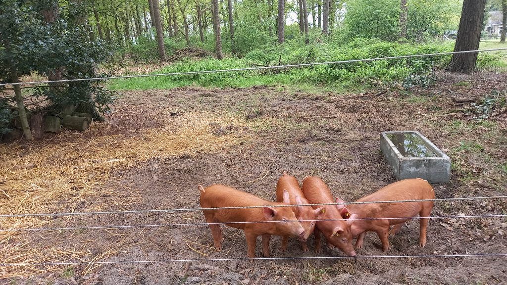 Varkens in het bos